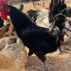 دجاج للبيع بلدي وتركي