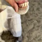 فحل حري للبيع