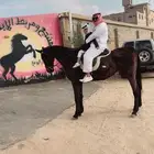 فرس انقليزيه فرس مدرسه