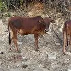 حسلان للبيع