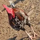 ديك ماكنتوش ودجاجه