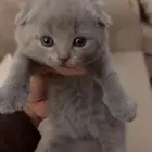 Scottish triple fold