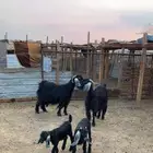 معزة عوارض خوات بعض