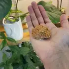 ضفدع الباك مان