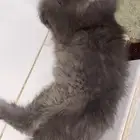 قط للتبني ذكر همالايا جدة حي الواحه