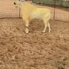 للبيع فحل بيشي فاخر