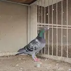 انثى زاجل سباق