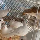 هولندي قماري