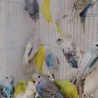 21زوج بادجي للبيع جمله