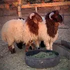 للبيع خرفان جذعان