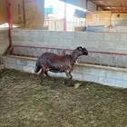 ساكنيه حمريه أصيله السن بدايه سديس