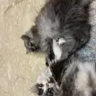 قطتين شيرازي للبيع ب1200