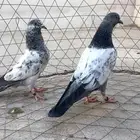 باكستاني كمنقر