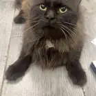 قط شيرازي اسود ذكر