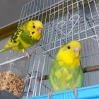 طيور اليفه البادجي