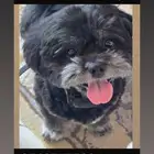 كلب فقد بتاريخ 2025 25 11