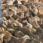 صوص المدينه