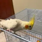 كروان ذكر للتزاوج