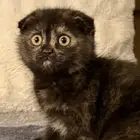 قطط للبيع سكوتش وشيرازي