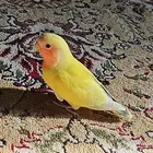 ببغاء روز للبيع اليف وهدد