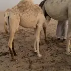 بكرة طيبة وسمين