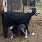 عنز متوم تحتها تيوس