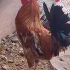 ديوك بلدي اصيل افرق