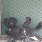 للبيع طبه كرنقو