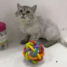 قط مع اغراضه كامله للتبني