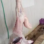 ذبيح بأسعار مناسبة