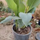 مشتل وتنسيق حدائق بالدمام