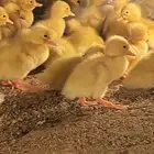 صيصان ع 6ريال عمر اسبوع