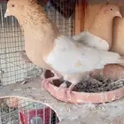 زوج حمام تم البيع
