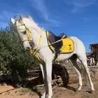 حصان شعبي شيخ وحار