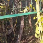 اشجار عنب كبيرة وجوري وتين عسلي شتلات