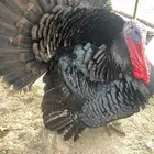 طقم رومي ديك واربع دجاج