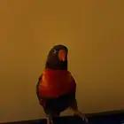 بغبغا لوري للبيع