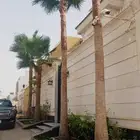 اجود انواع النخيل واشنطنيا
