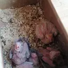 فروخ كروان لاتينو و هولندي والبينو