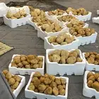 فقع اليوم طازج