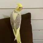 لاتينو فراشه