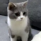 قط سكوتش نوع متميز