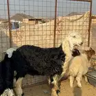 مشروع فحل نجدي فاخر( مباع)