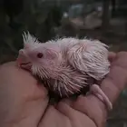 فروخ كروان البينو عيون حمر وحبه هولندي