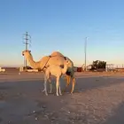 خلفة وضحا شرط الهدايه والحليب