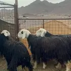 ضان نجد كفو جروم ( مباعه )