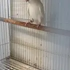 زوج روز مع فرخ