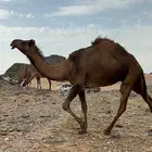 البكره الصفراء الرمانيه الكفو