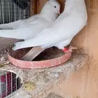زوج حمام