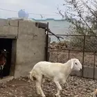 انباع